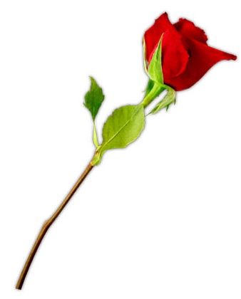 Valentine's Day Clipart